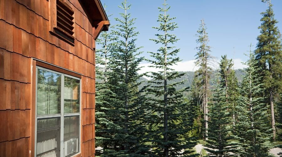 Wooden cabin near lush pine forest